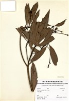 藏品(紅楠(豬腳楠))的圖片